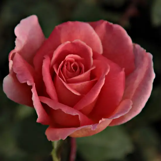 80-150 cm - Trandafiri - Courtoisie - 